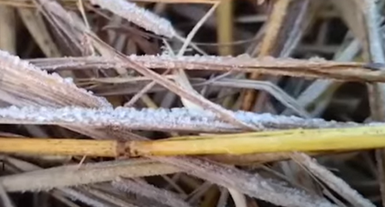 ଶୀତ ରେ ଥରୁଛି ଓଡ଼ିଶା