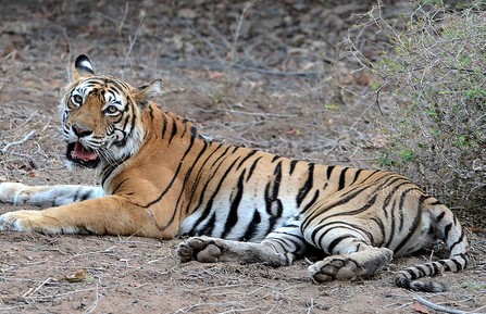 ନନ୍ଦନକାନନ ପ୍ରାଣୀ ଉଦ୍ୟାନର ଗୋଟିଏ ବାଘୁଣୀ ୨ ଛୁଆ ଜନ୍ମ କରିଛି ?